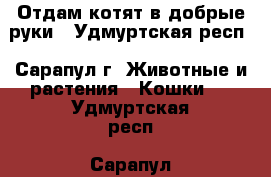 Отдам котят в добрые руки - Удмуртская респ., Сарапул г. Животные и растения » Кошки   . Удмуртская респ.,Сарапул г.